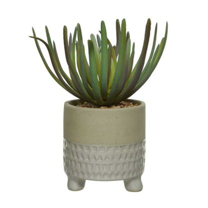 An Image of Small White Pot Plant
