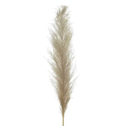 An Image of Natural Pampas Grass