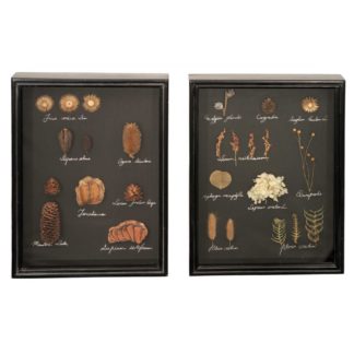 An Image of Pair of Framed Dried Foliage Wall Art