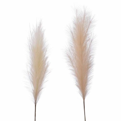 An Image of Set of 2 Neutral Pampas Grass