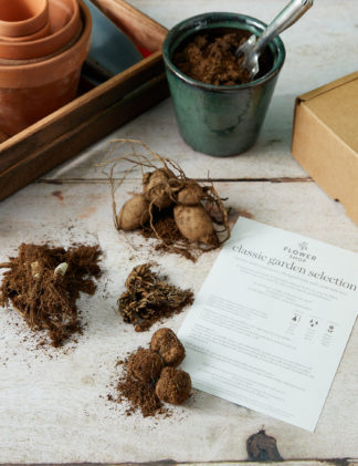An Image of M&S Classic Garden Flower Bulb Collection