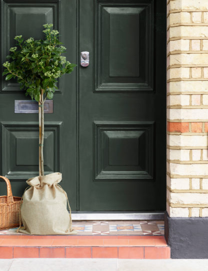 An Image of M&S Garden Viburnum Tree